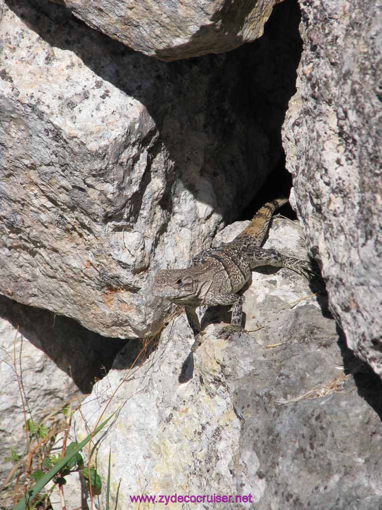 125: Carnival Fantasy, John Heald Bloggers Cruise 2, Progreso, Uxmal tour, Iguana