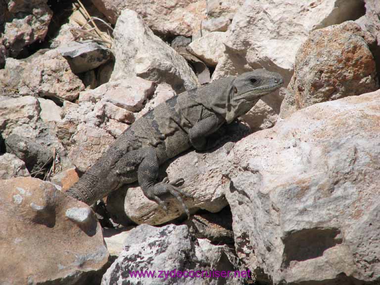 126: Carnival Fantasy, John Heald Bloggers Cruise 2, Progreso, Uxmal tour, Iguana