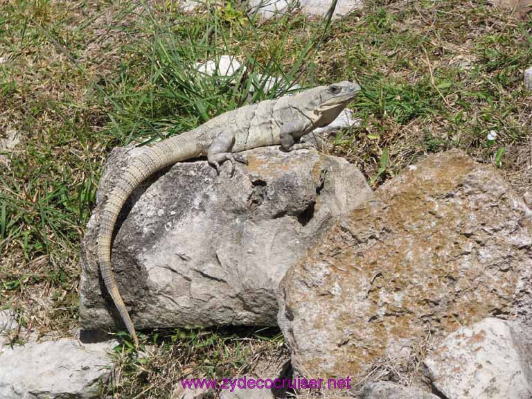 152: Carnival Fantasy, John Heald Bloggers Cruise 2, Progreso, Uxmal tour, Iguana