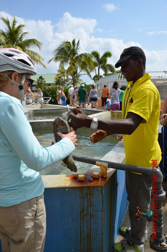 018: Carnival Magic, BC5, John Heald's Bloggers Cruise 5, Grand Cayman, Cayman Turtle Farm, Turtle Display, Touch Tanks, 