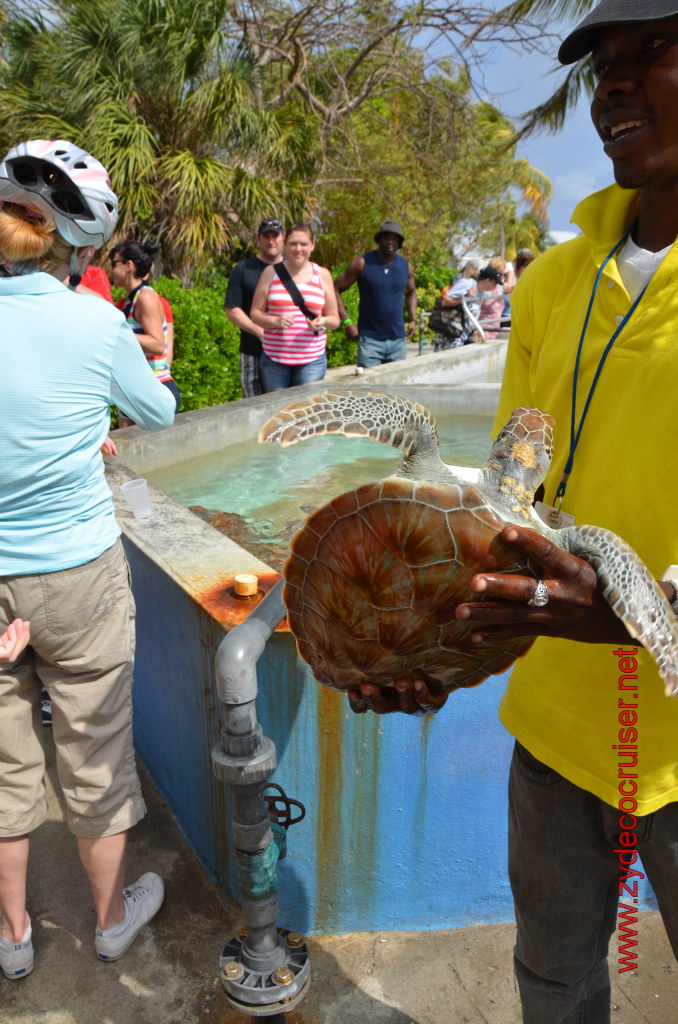 019: Carnival Magic, BC5, John Heald's Bloggers Cruise 5, Grand Cayman, Cayman Turtle Farm, Turtle Display, Touch Tanks, 