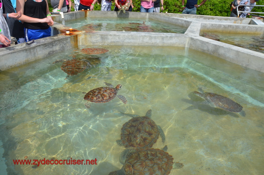 020: Carnival Magic, BC5, John Heald's Bloggers Cruise 5, Grand Cayman, Cayman Turtle Farm, Turtle Display, Touch Tanks, 