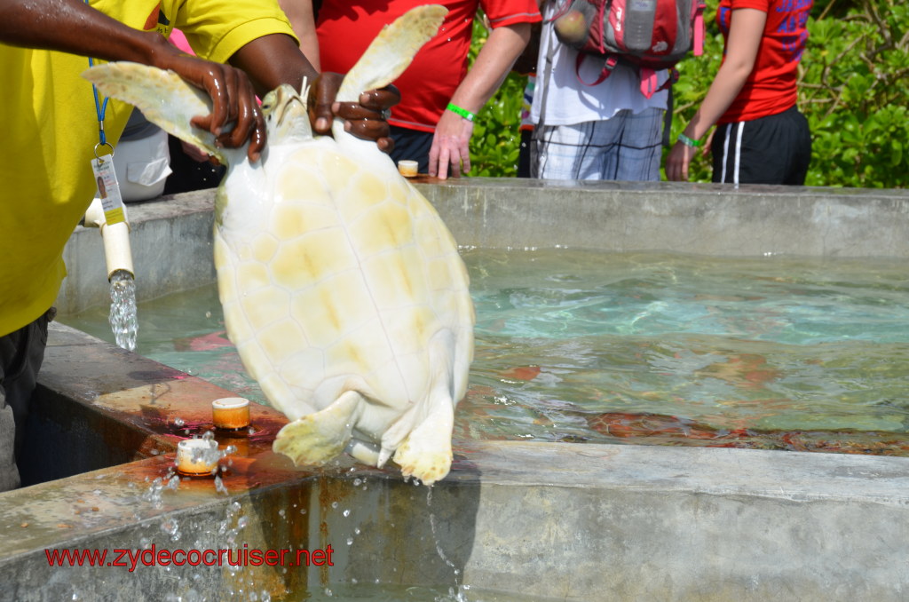 021: Carnival Magic, BC5, John Heald's Bloggers Cruise 5, Grand Cayman, Cayman Turtle Farm, Turtle Display, Touch Tanks, 