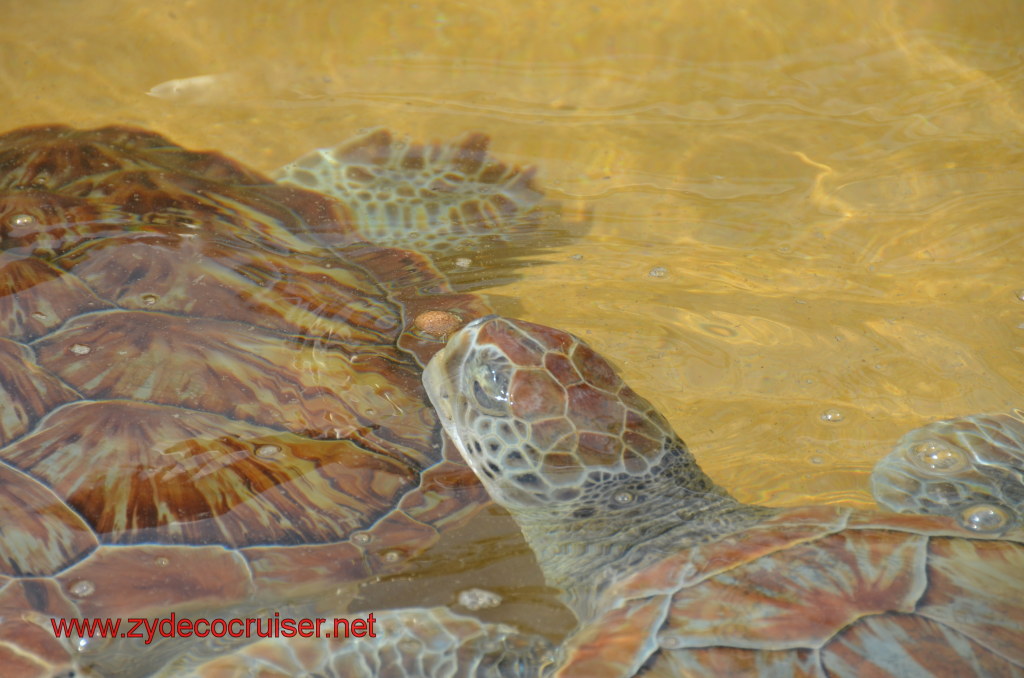 025: Carnival Magic, BC5, John Heald's Bloggers Cruise 5, Grand Cayman, Cayman Turtle Farm, Turtle Display, Touch Tanks, 