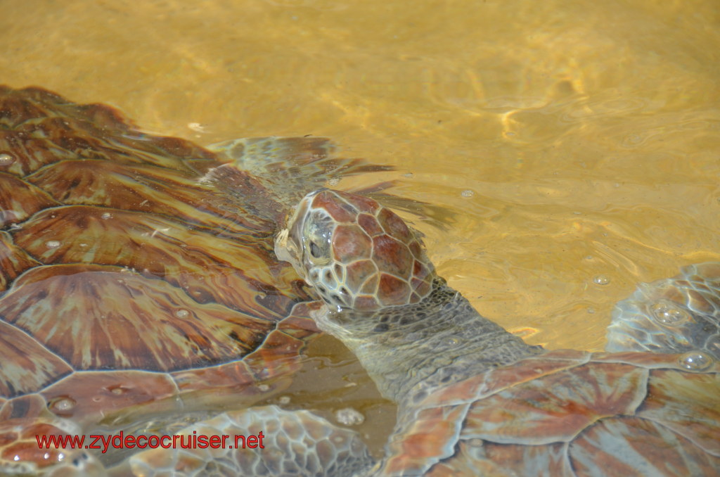 026: Carnival Magic, BC5, John Heald's Bloggers Cruise 5, Grand Cayman, Cayman Turtle Farm, Turtle Display, Touch Tanks, 