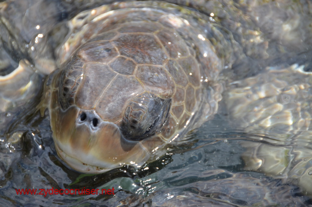 045: Carnival Magic, BC5, John Heald's Bloggers Cruise 5, Grand Cayman, Cayman Turtle Farm, Turtle Display, 