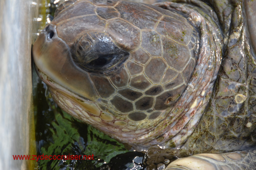 046: Carnival Magic, BC5, John Heald's Bloggers Cruise 5, Grand Cayman, Cayman Turtle Farm, Turtle Display, 