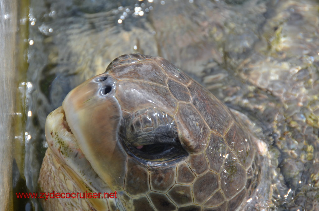 047: Carnival Magic, BC5, John Heald's Bloggers Cruise 5, Grand Cayman, Cayman Turtle Farm, Turtle Display, 