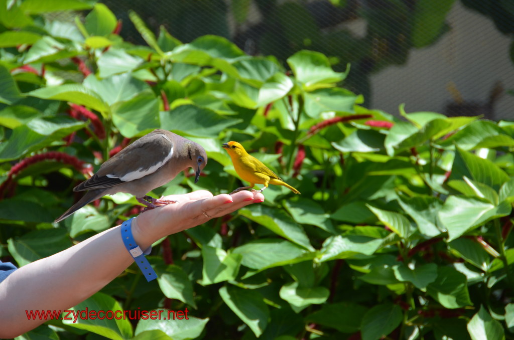 066: Carnival Magic, BC5, John Heald's Bloggers Cruise 5, Grand Cayman, Cayman Turtle Farm, Caribbean Aviary, Saffron Finch, 