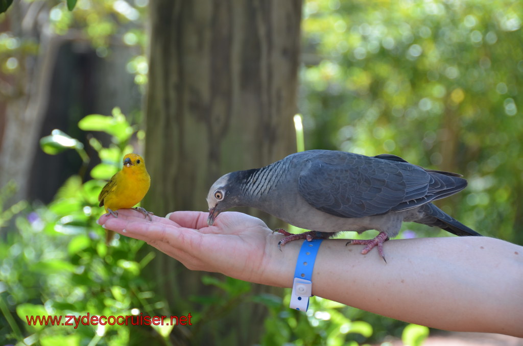 069: Carnival Magic, BC5, John Heald's Bloggers Cruise 5, Grand Cayman, Cayman Turtle Farm, Caribbean Aviary, Saffron Finch, White-Crowned Pigeon, 