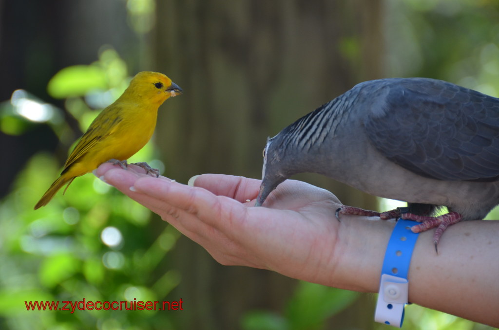 072: Carnival Magic, BC5, John Heald's Bloggers Cruise 5, Grand Cayman, Cayman Turtle Farm, Caribbean Aviary, Saffron Finch, White-Crowned Pigeon, 