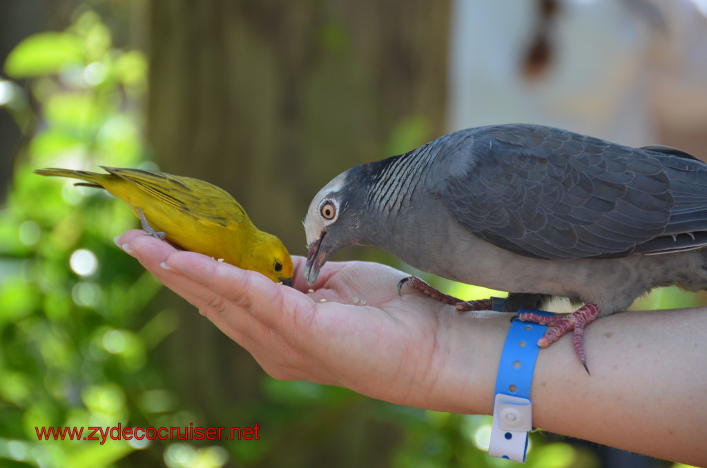 076: Carnival Magic, BC5, John Heald's Bloggers Cruise 5, Grand Cayman, Cayman Turtle Farm, Caribbean Aviary, Saffron Finch, White-Crowned Pigeon, 