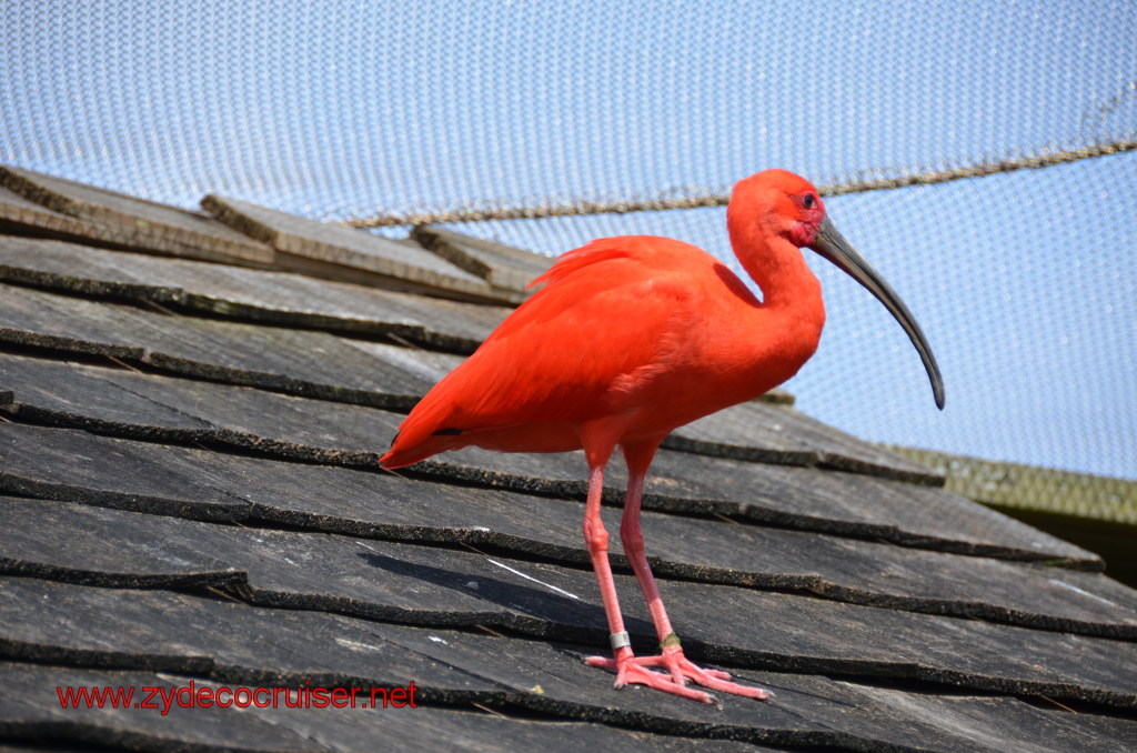 079: Carnival Magic, BC5, John Heald's Bloggers Cruise 5, Grand Cayman, Cayman Turtle Farm, Caribbean Aviary, Scarlet Ibis, 