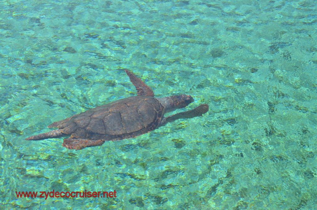 089: Carnival Magic, BC5, John Heald's Bloggers Cruise 5, Grand Cayman, Cayman Turtle Farm, Predator Reef, 