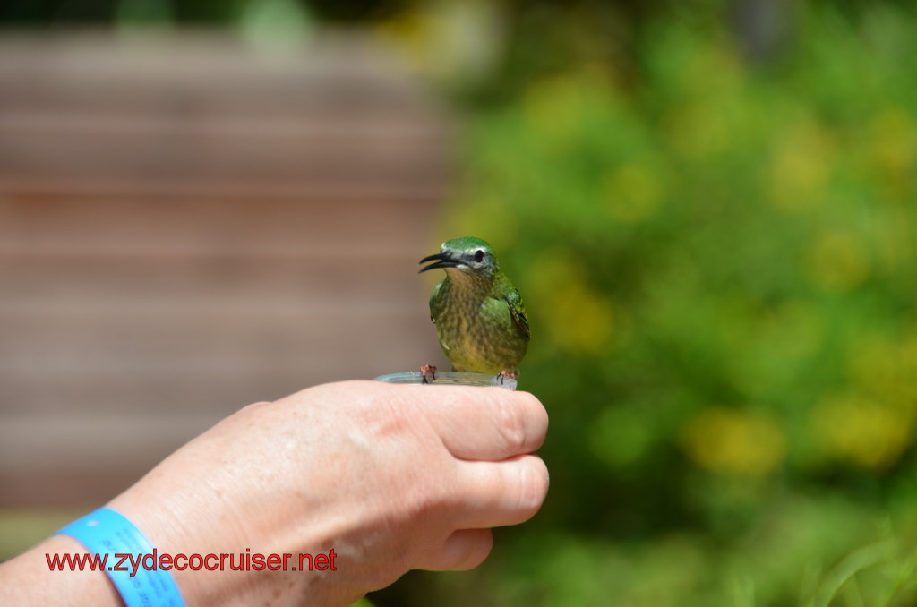 100: Carnival Magic, BC5, John Heald's Bloggers Cruise 5, Grand Cayman, Cayman Turtle Farm, Caribbean Aviary, Female Red-Legged Honeycreeper