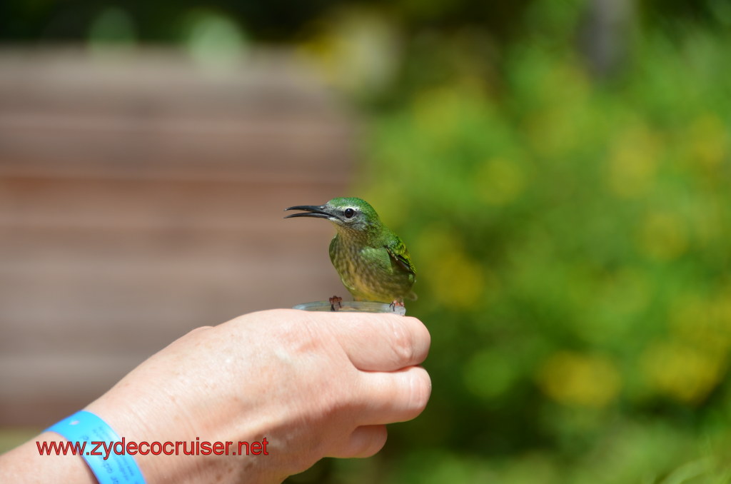 101: Carnival Magic, BC5, John Heald's Bloggers Cruise 5, Grand Cayman, Cayman Turtle Farm, Caribbean Aviary, Female Red-Legged Honeycreeper