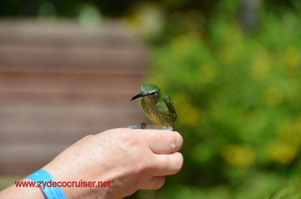 102: Carnival Magic, BC5, John Heald's Bloggers Cruise 5, Grand Cayman, Cayman Turtle Farm, Caribbean Aviary, Female Red-Legged Honeycreeper