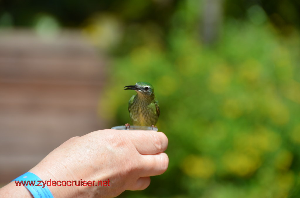 103: Carnival Magic, BC5, John Heald's Bloggers Cruise 5, Grand Cayman, Cayman Turtle Farm, Caribbean Aviary, Female Red-Legged Honeycreeper