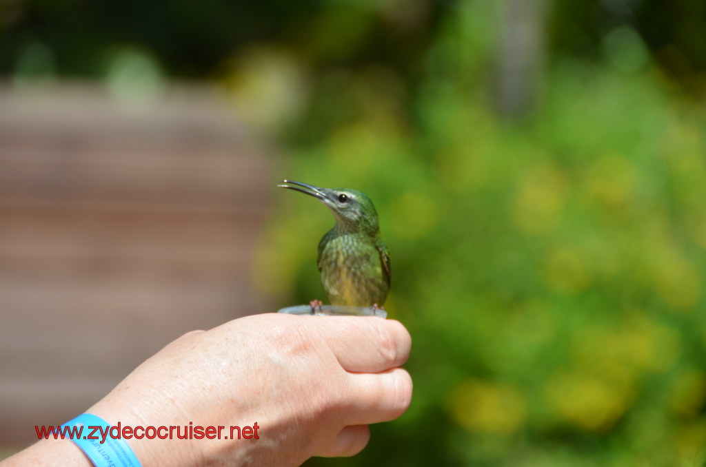 104: Carnival Magic, BC5, John Heald's Bloggers Cruise 5, Grand Cayman, Cayman Turtle Farm, Caribbean Aviary, Female Red-Legged Honeycreeper