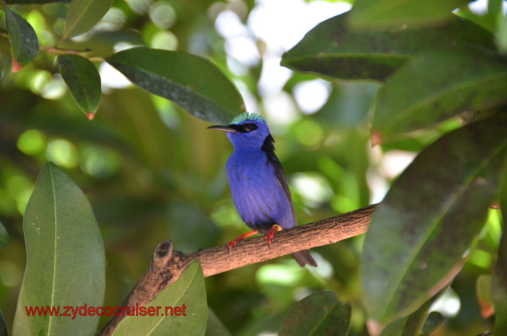 105: Carnival Magic, BC5, John Heald's Bloggers Cruise 5, Grand Cayman, Cayman Turtle Farm, Caribbean Aviary, Male Red-Legged Honeycreeper