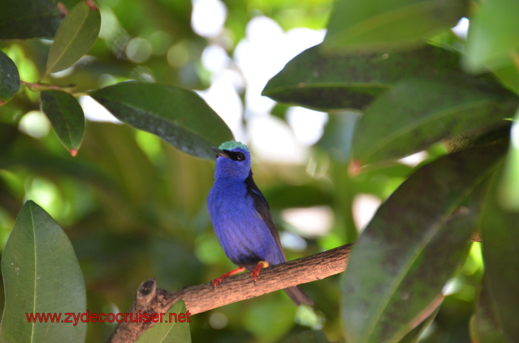 106: Carnival Magic, BC5, John Heald's Bloggers Cruise 5, Grand Cayman, Cayman Turtle Farm, Caribbean Aviary, Male Red-Legged Honeycreeper