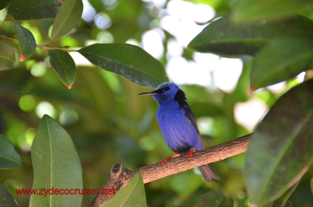 107: Carnival Magic, BC5, John Heald's Bloggers Cruise 5, Grand Cayman, Cayman Turtle Farm, Caribbean Aviary, Male Red-Legged Honeycreeper