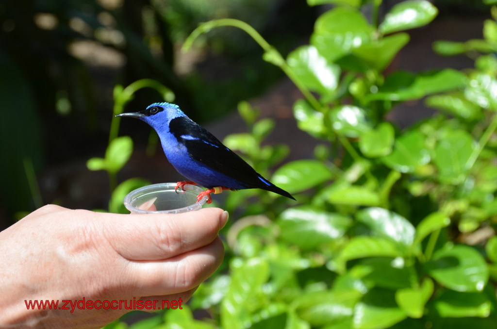 108: Carnival Magic, BC5, John Heald's Bloggers Cruise 5, Grand Cayman, Cayman Turtle Farm, Caribbean Aviary, Male Red-Legged Honeycreeper