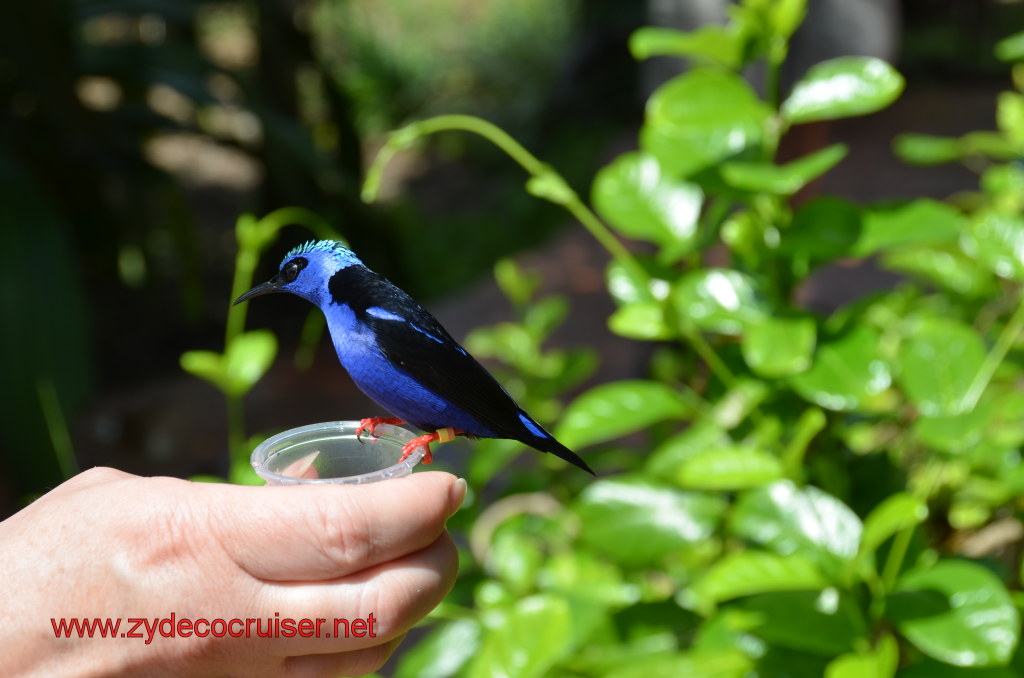 109: Carnival Magic, BC5, John Heald's Bloggers Cruise 5, Grand Cayman, Cayman Turtle Farm, Caribbean Aviary, Male Red-Legged Honeycreeper