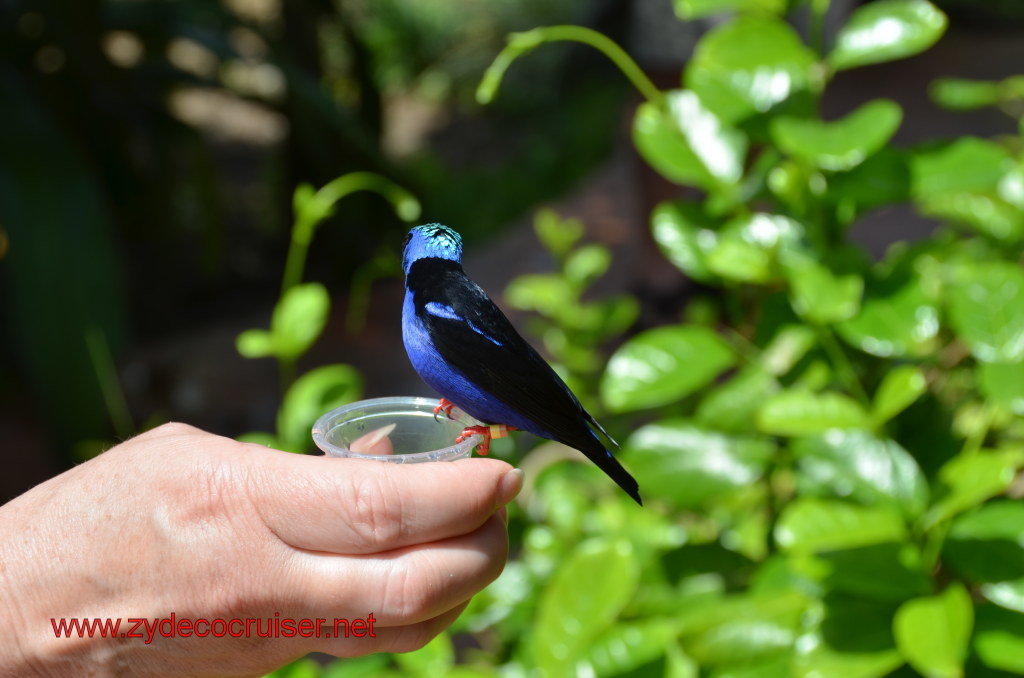 110: Carnival Magic, BC5, John Heald's Bloggers Cruise 5, Grand Cayman, Cayman Turtle Farm, Caribbean Aviary, Male Red-Legged Honeycreeper