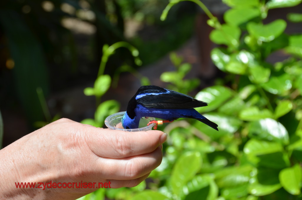 111: Carnival Magic, BC5, John Heald's Bloggers Cruise 5, Grand Cayman, Cayman Turtle Farm, Caribbean Aviary, Male Red-Legged Honeycreeper