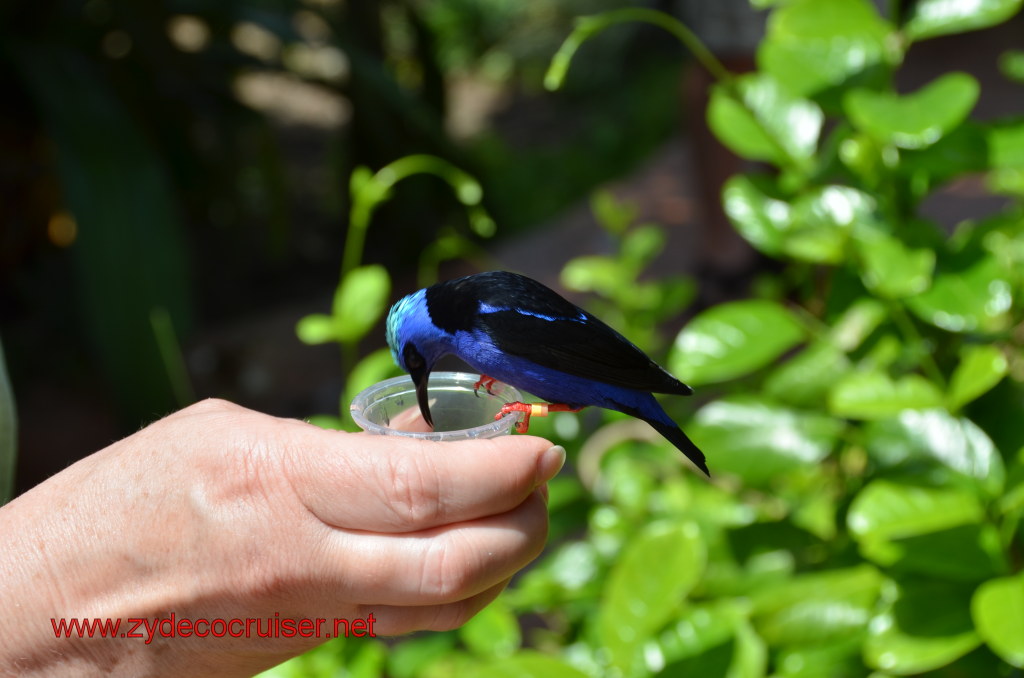 113: Carnival Magic, BC5, John Heald's Bloggers Cruise 5, Grand Cayman, Cayman Turtle Farm, Caribbean Aviary, Male Red-Legged Honeycreeper