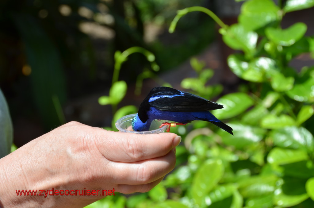 114: Carnival Magic, BC5, John Heald's Bloggers Cruise 5, Grand Cayman, Cayman Turtle Farm, Caribbean Aviary, Male Red-Legged Honeycreeper