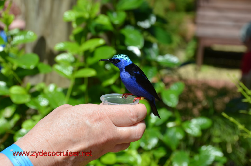 115: Carnival Magic, BC5, John Heald's Bloggers Cruise 5, Grand Cayman, Cayman Turtle Farm, Caribbean Aviary, Male Red-Legged Honeycreeper