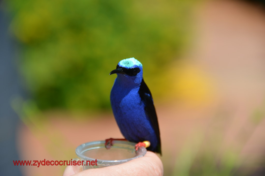 118: Carnival Magic, BC5, John Heald's Bloggers Cruise 5, Grand Cayman, Cayman Turtle Farm, Caribbean Aviary, Male Red-Legged Honeycreeper