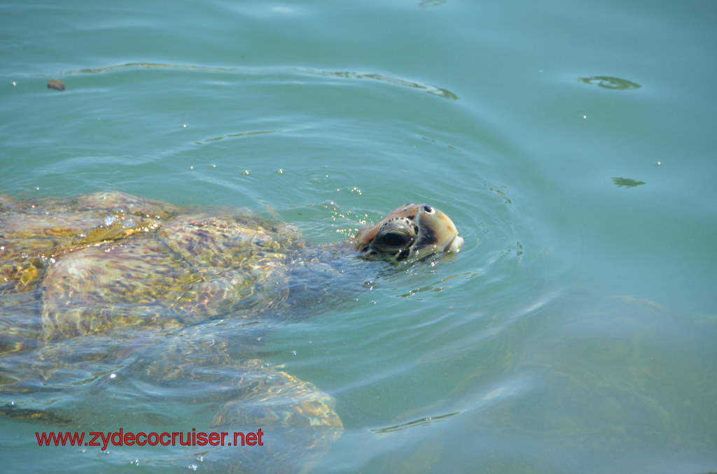 160: Carnival Magic, BC5, John Heald's Bloggers Cruise 5, Grand Cayman, Cayman Turtle Farm, Turtle Breeding Pond, 