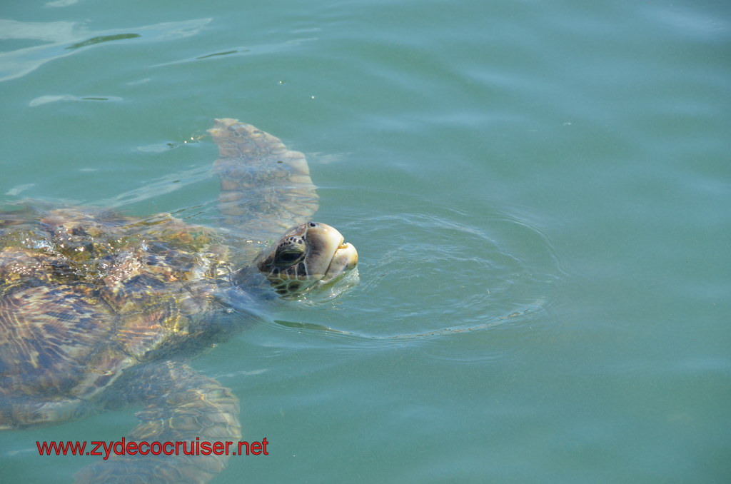 162: Carnival Magic, BC5, John Heald's Bloggers Cruise 5, Grand Cayman, Cayman Turtle Farm, Turtle Breeding Pond, 