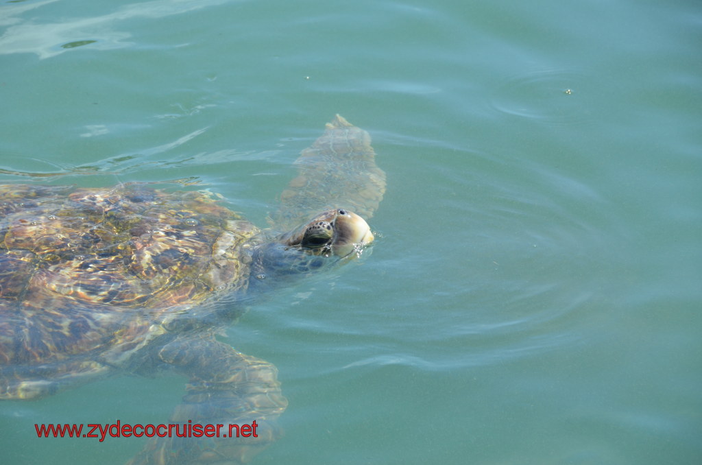 164: Carnival Magic, BC5, John Heald's Bloggers Cruise 5, Grand Cayman, Cayman Turtle Farm, Turtle Breeding Pond, 