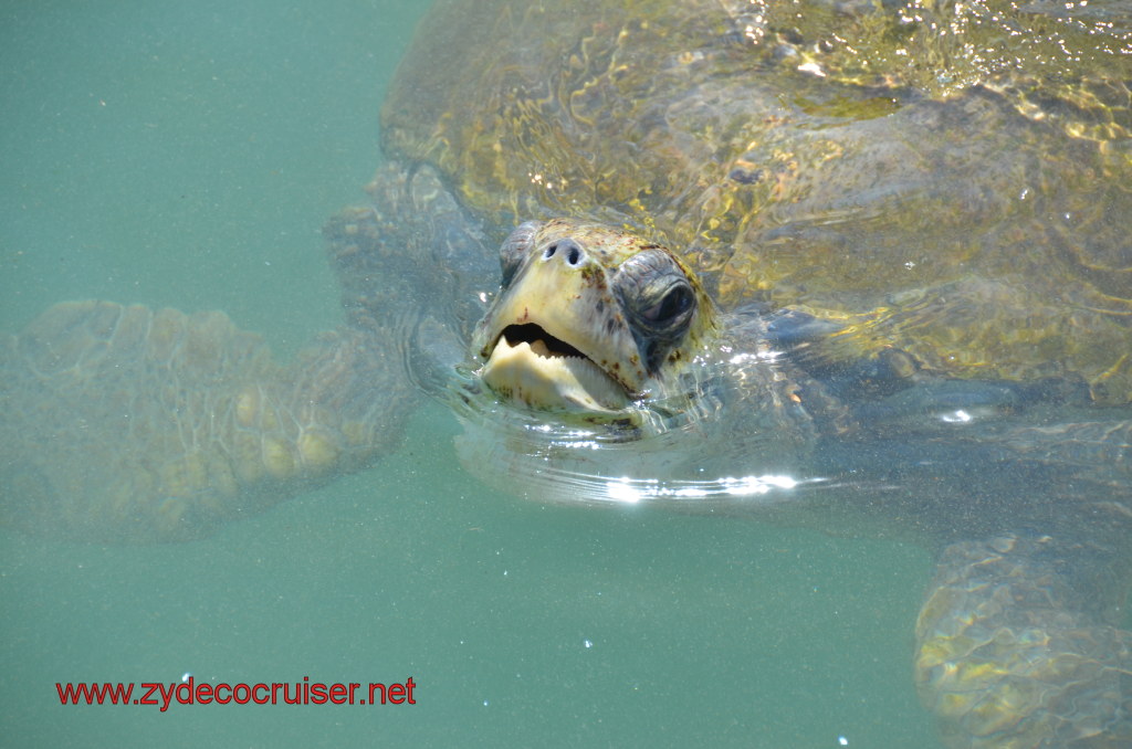 167: Carnival Magic, BC5, John Heald's Bloggers Cruise 5, Grand Cayman, Cayman Turtle Farm, Turtle Breeding Pond, 