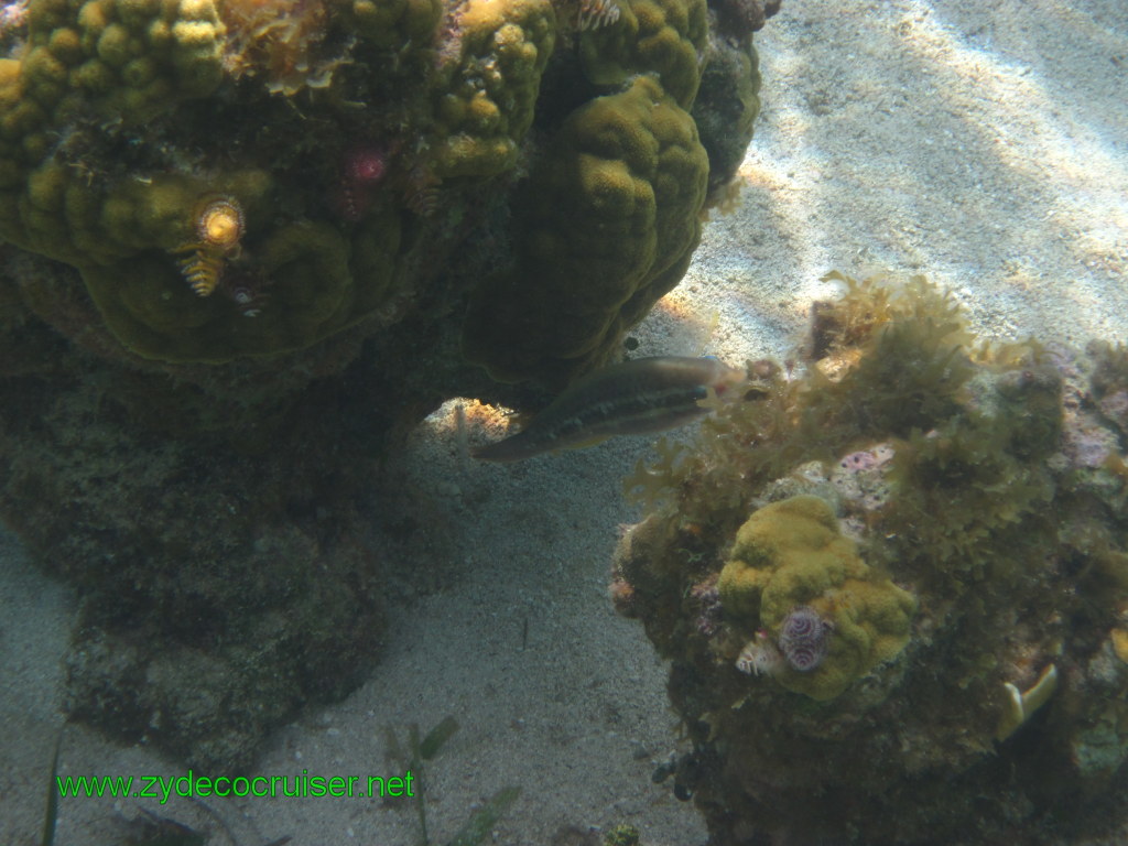 095: Carnival Conquest, Nov 17, 2011, Roatan, Victor Bodden Tour, Snorkeling, 