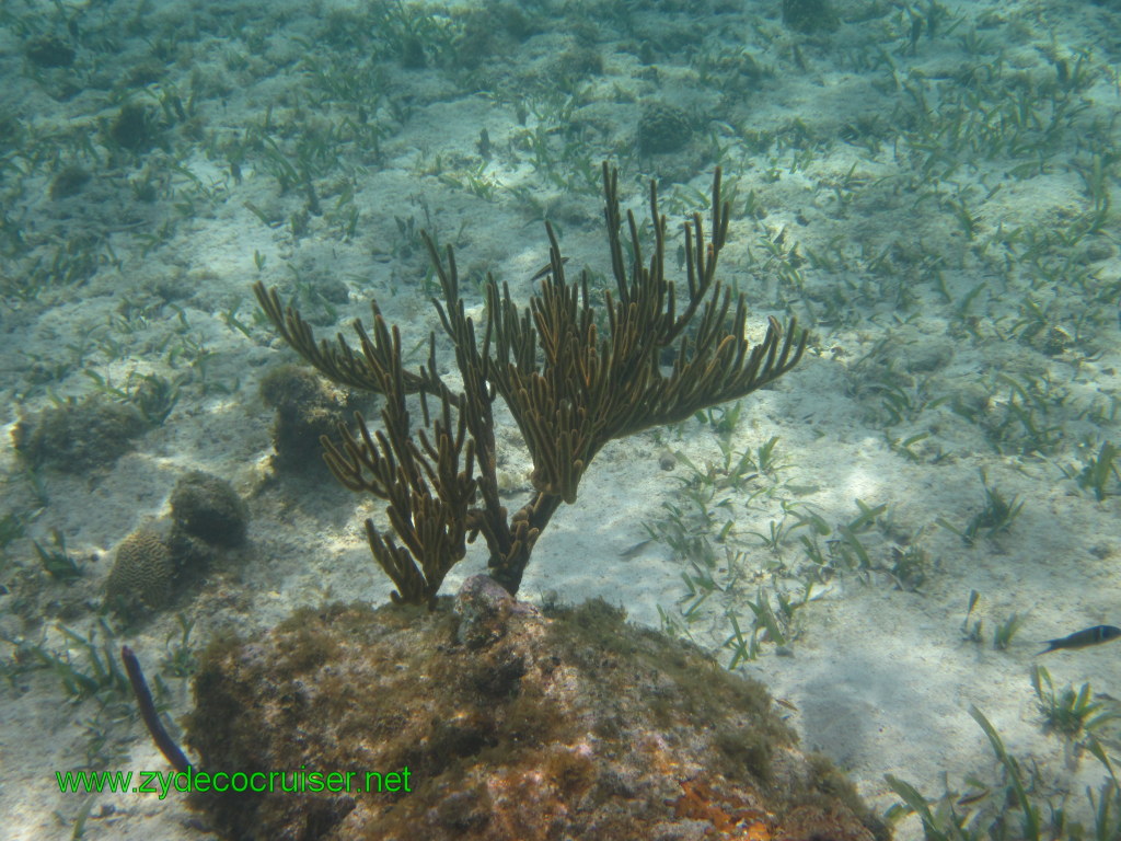 097: Carnival Conquest, Nov 17, 2011, Roatan, Victor Bodden Tour, Snorkeling, 