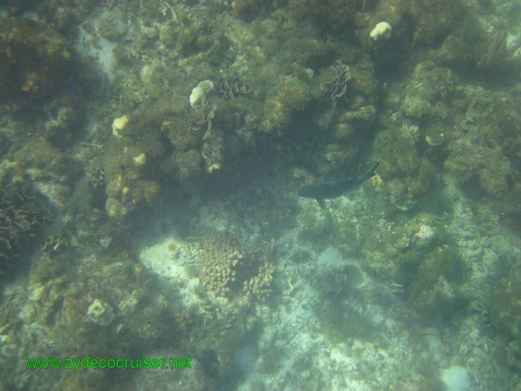 104: Carnival Conquest, Nov 17, 2011, Roatan, Victor Bodden Tour, Snorkeling, 