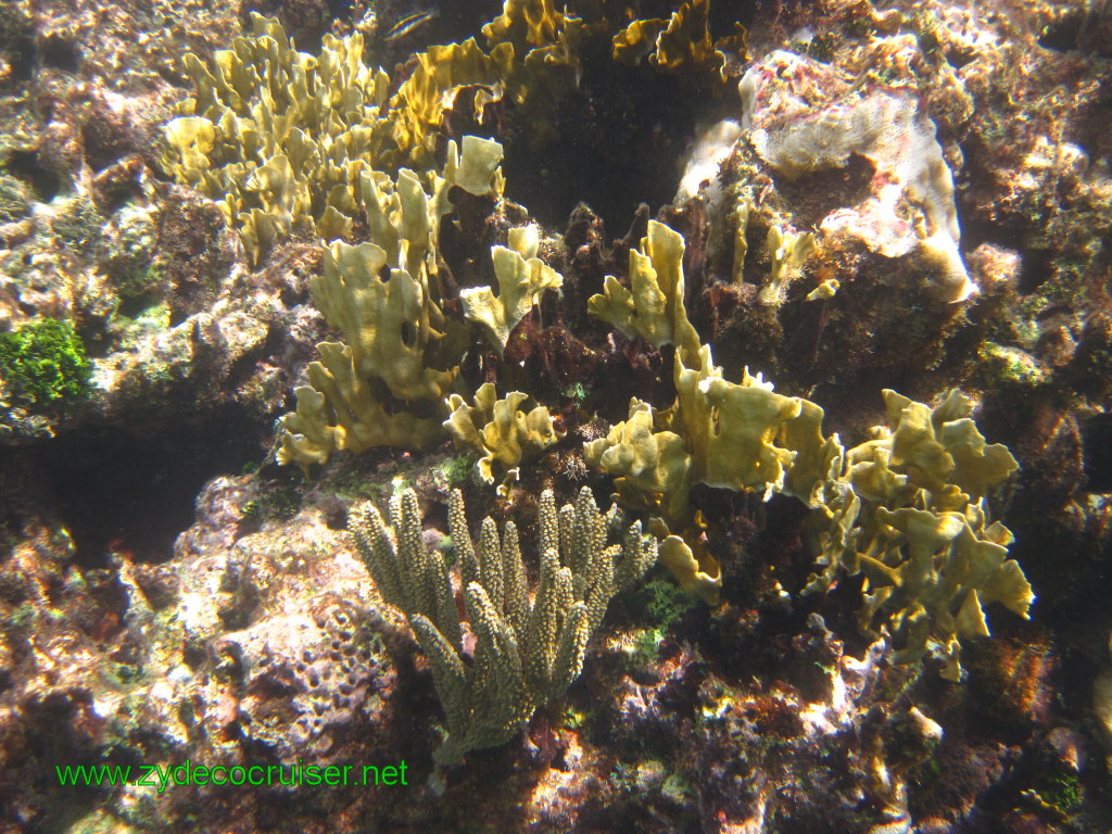 106: Carnival Conquest, Nov 17, 2011, Roatan, Victor Bodden Tour, Snorkeling, 