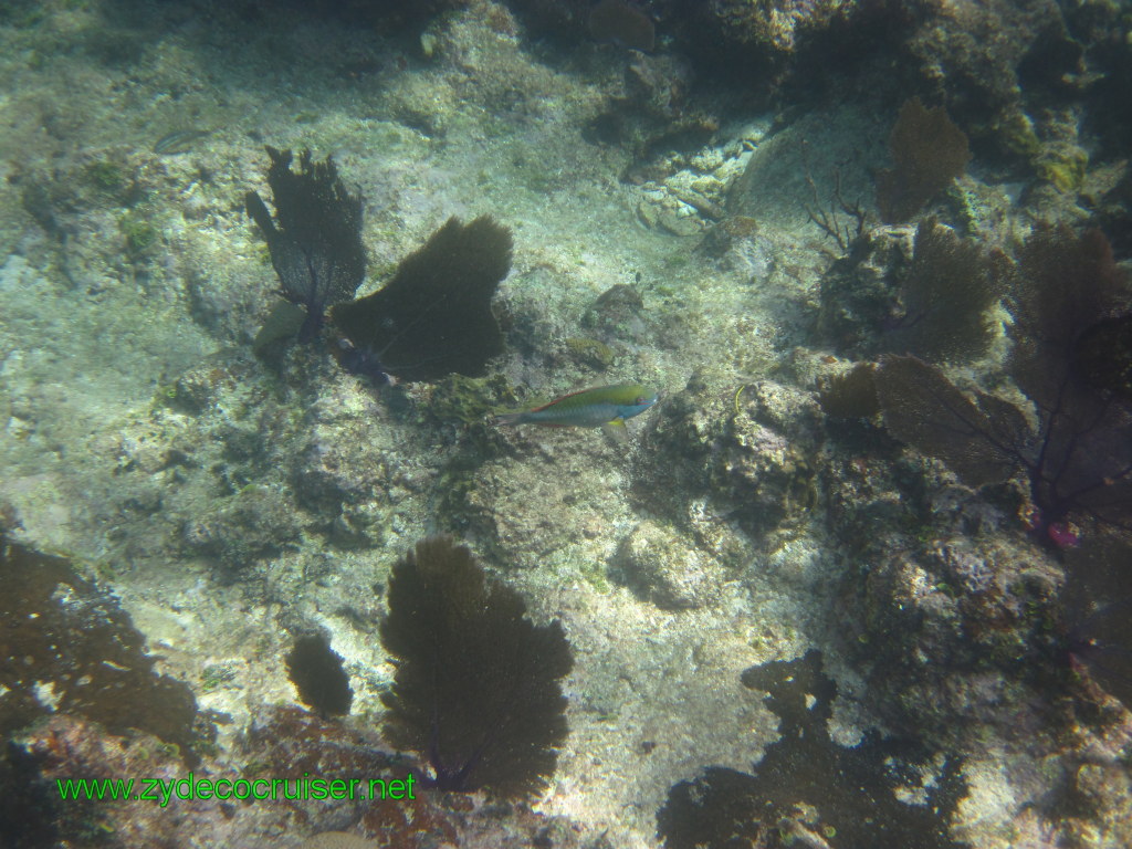 111: Carnival Conquest, Nov 17, 2011, Roatan, Victor Bodden Tour, Snorkeling, 