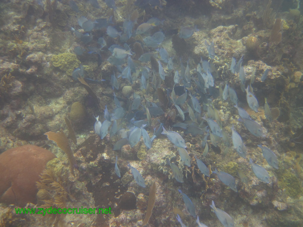 112: Carnival Conquest, Nov 17, 2011, Roatan, Victor Bodden Tour, Snorkeling, 