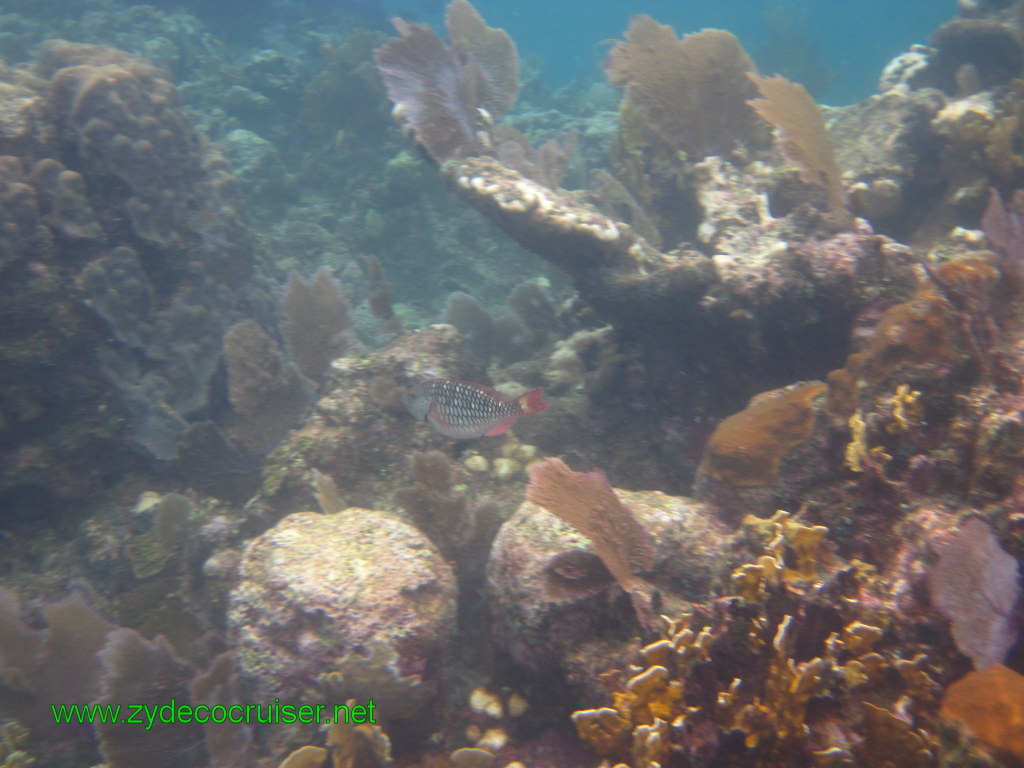 114: Carnival Conquest, Nov 17, 2011, Roatan, Victor Bodden Tour, Snorkeling, 