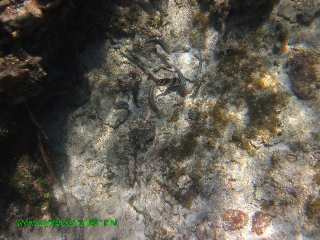 136: Carnival Conquest, Nov 17, 2011, Roatan, Victor Bodden Tour, Snorkeling, 