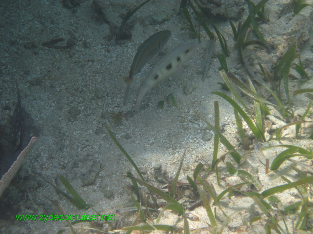 145: Carnival Conquest, Nov 17, 2011, Roatan, Victor Bodden Tour, Snorkeling, 