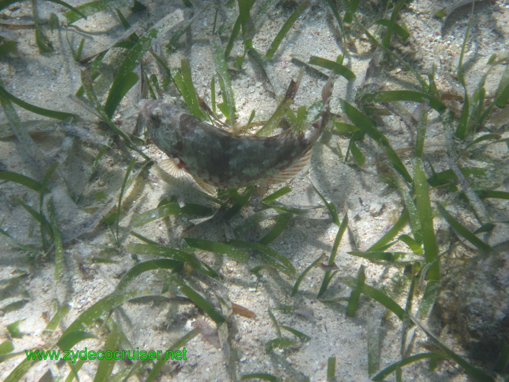 146: Carnival Conquest, Nov 17, 2011, Roatan, Victor Bodden Tour, Snorkeling, 