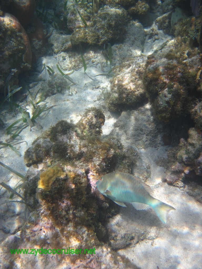 148: Carnival Conquest, Nov 17, 2011, Roatan, Victor Bodden Tour, Snorkeling, 