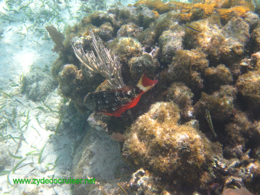 149: Carnival Conquest, Nov 17, 2011, Roatan, Victor Bodden Tour, Snorkeling, 